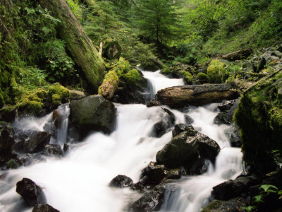 foreststream_1920x1200.jpg
