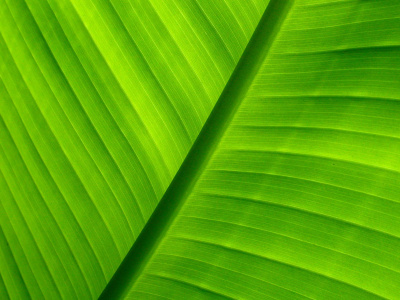 green_1920x1200.jpg