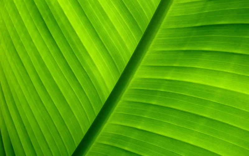 green_1920x1200.jpg