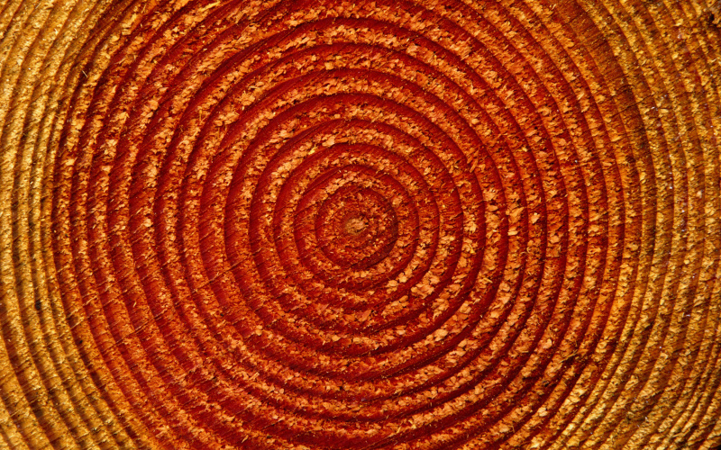 naturepatterns05.jpg