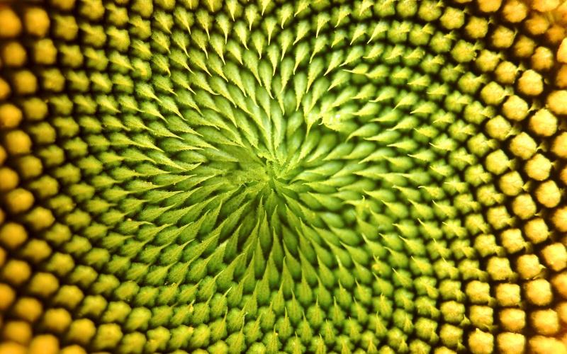 Close-up of Sunflower