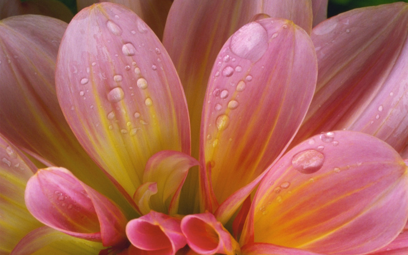 UNICODE D e w   o n   P i n k   D a h l i a   P e t a l s