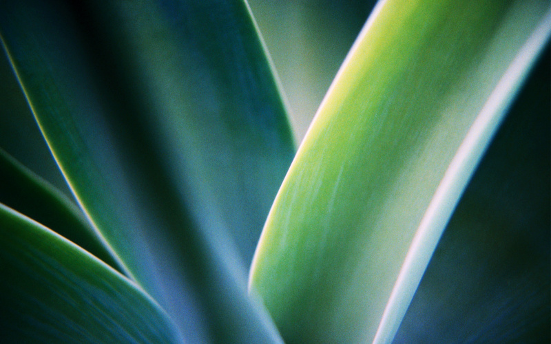 UNICODE C l o s e - u p   o f   L e a v e s   - - -   I m a g e   b y   © ...