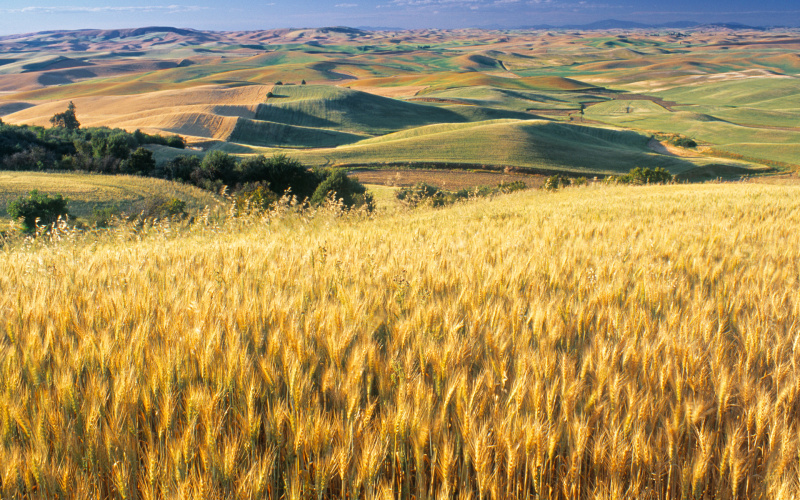 UNICODE W a s h i n g t o n ,   U S A   - - -   W h e a t   F i e d , 
 P a l o u s e ,   W a s h i n g t o n   S t a t e ,   U S A   - - - ...